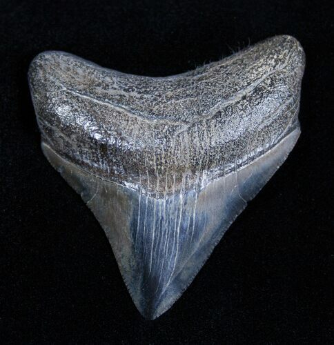 Beautiful And Glossy Inch Megalodon Tooth #1671